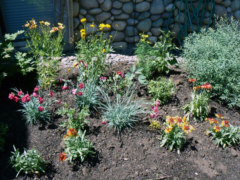 Group Plants By Water Needs