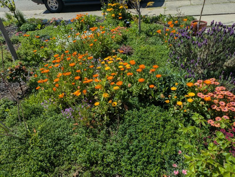 Group Plants By Water Needs