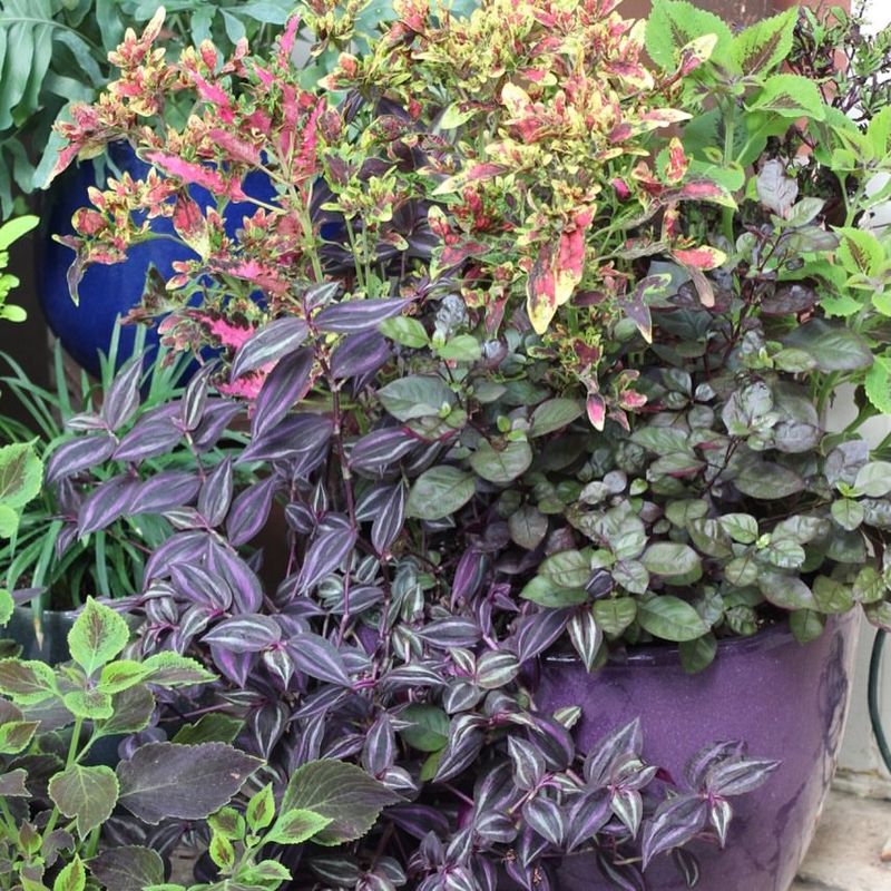 Group Plants For Shared Shade