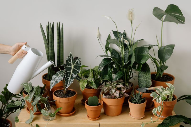 Group Plants With Similar Water Needs Together Group Plants With Similar Water Needs Together