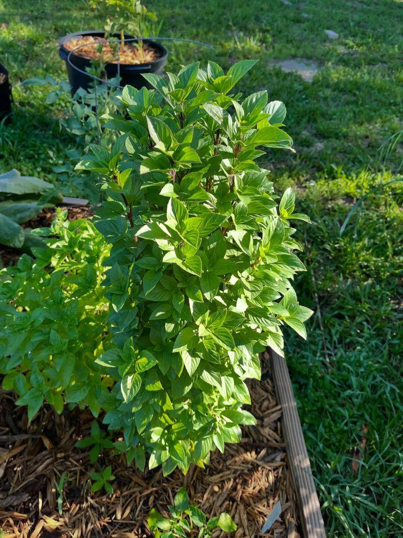 Grow Basil In Full Sun For Stronger Flavor Grow Basil In Full Sun For Stronger Flavor