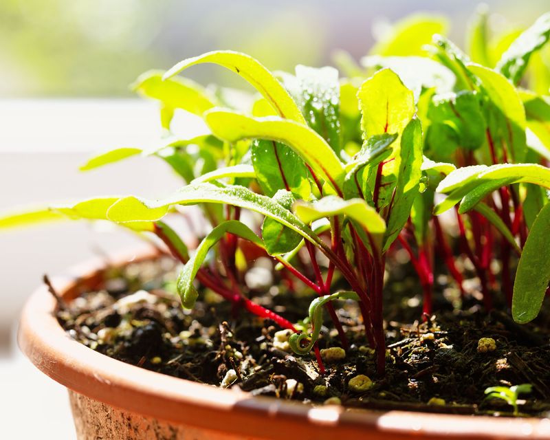 Grow Beets For Baby Greens Before Bigger Roots