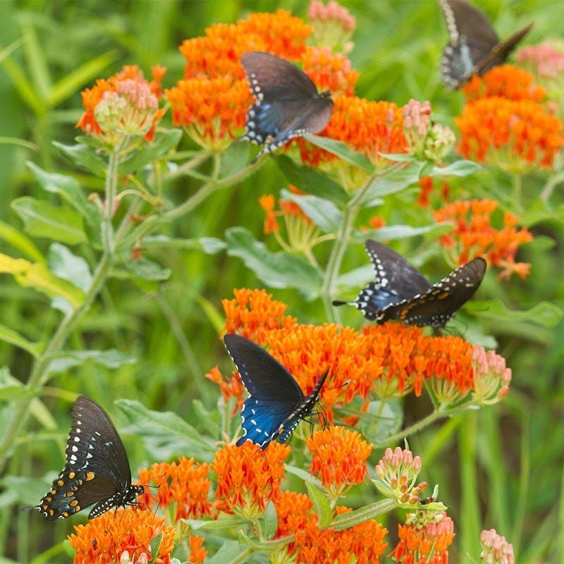 Grow Butterfly Weed Where Lambs Ear Gets Too Wet