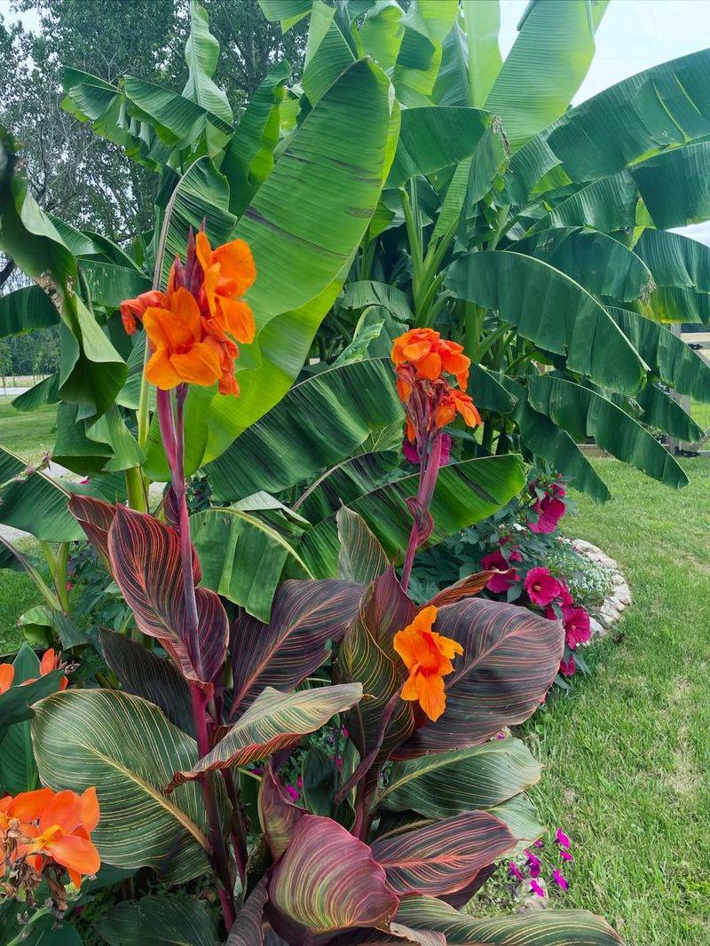 Grow Canna Lily For Tropical Summer Color