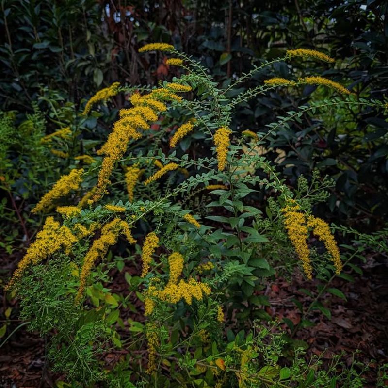 Grow Goldenrod Where Birds And Beetles Benefit Grow Goldenrod Where Birds And Beetles Benefit