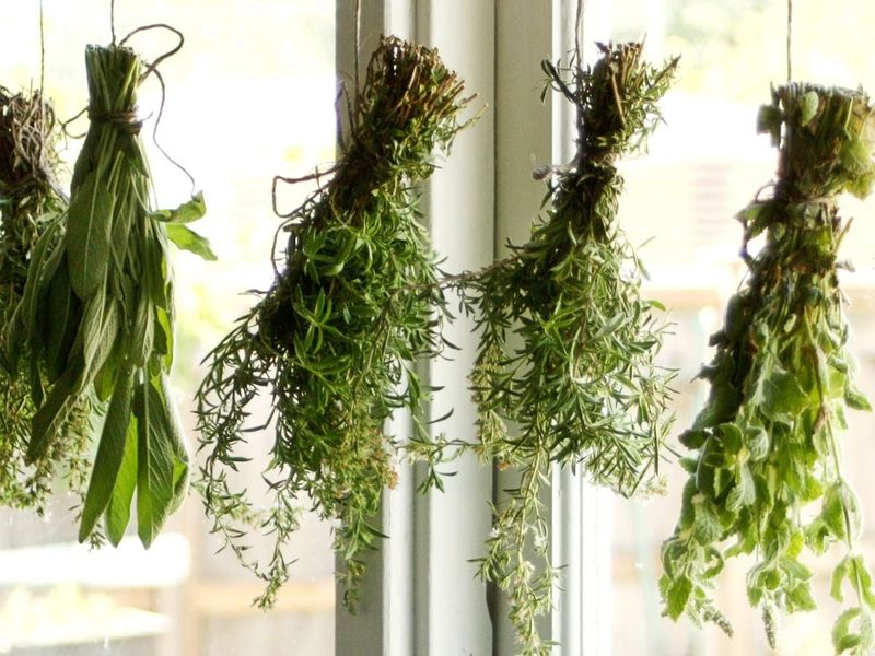 Grow Herbs For Cooking Preserving And Everyday Use Grow Herbs For Cooking Preserving And Everyday Use