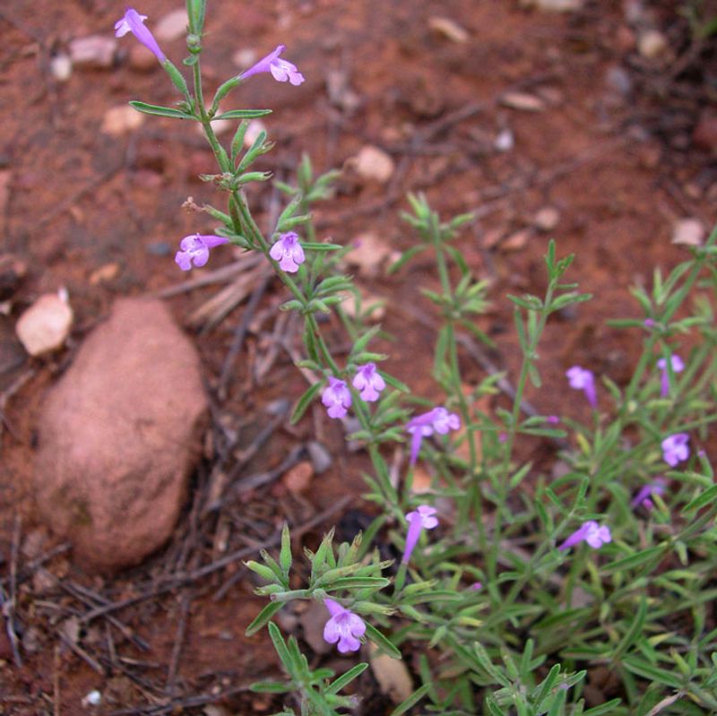 Grow It As A Native Bonus