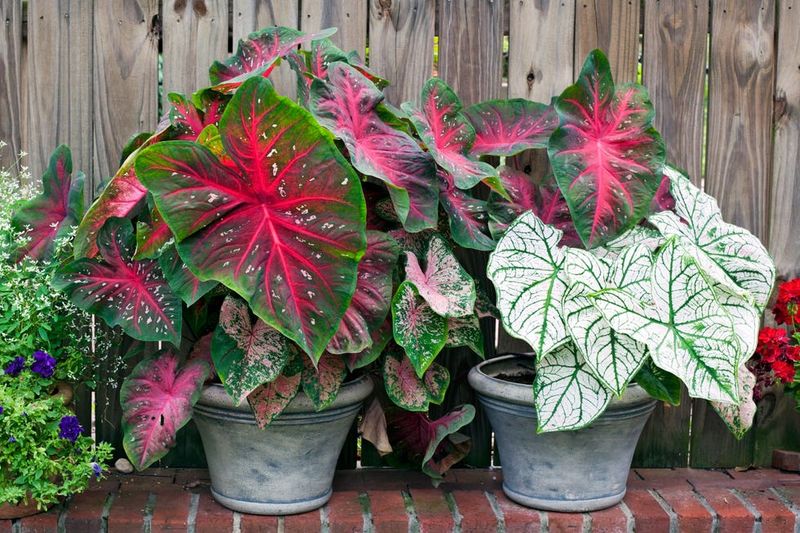 Grow It In Containers For Better Control