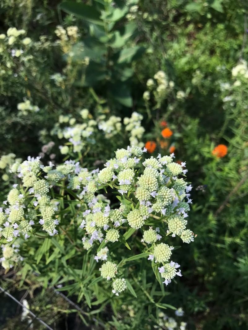 Grow It In Well Drained Soil