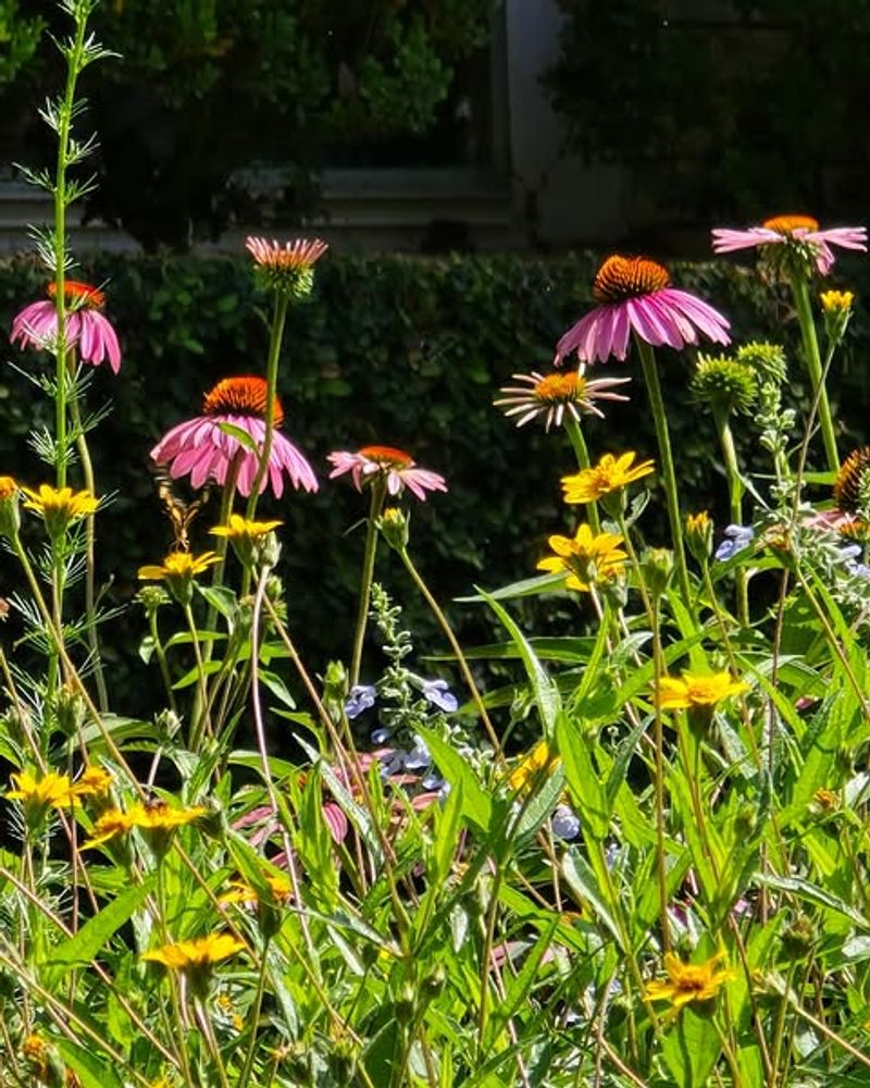 Grow It In Well-Drained Soil Grow It In Well-Drained Soil