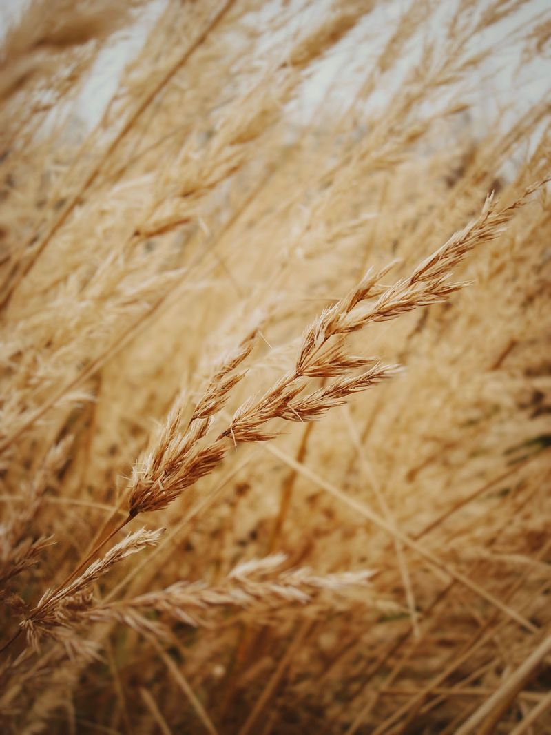 Grow Native Grasses That Produce Seed Grow Native Grasses That Produce Seed