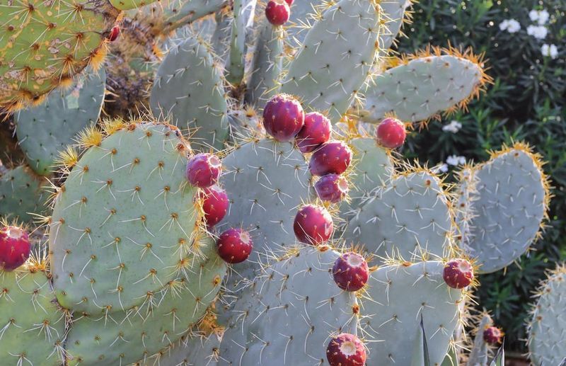 Grow Native Plants For Better Shelter Grow Native Plants For Better Shelter
