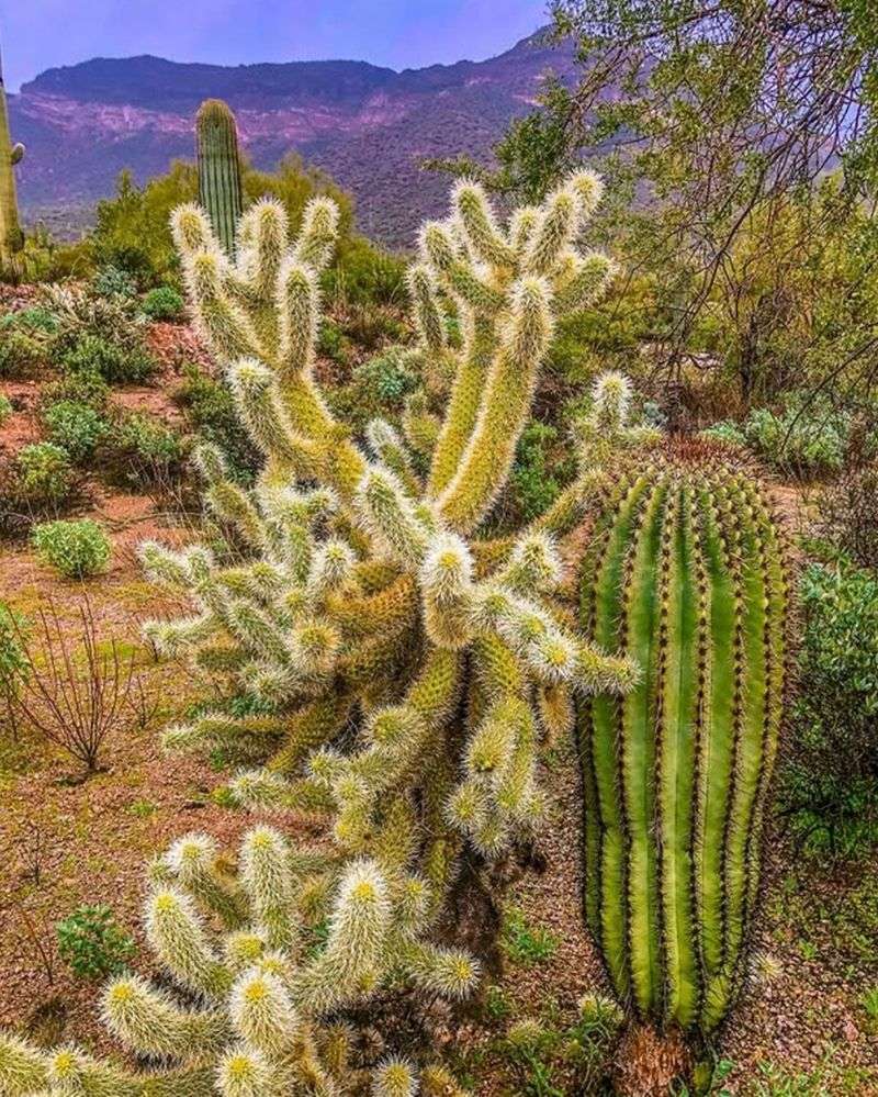 Grow Native Plants That Provide Food Grow Native Plants That Provide Food