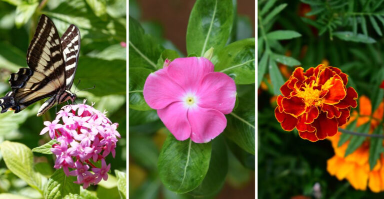 Grow These Container Plants For A Heat-Proof Summer Garden