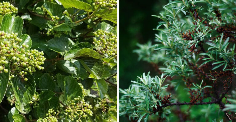 Grow These Pennsylvania Natives Instead Of Arborvitae Along Dusty Roads