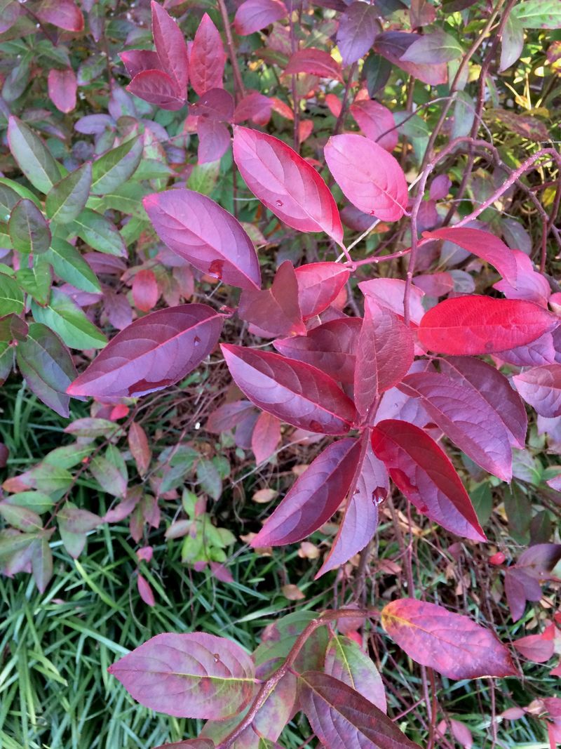 Grow Virginia Sweetspire For Long Lasting Burgundy Leaves Grow Virginia Sweetspire For Long Lasting Burgundy Leaves
