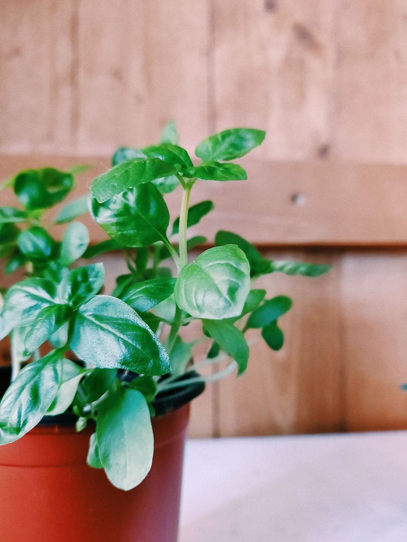 Growing A Healthy Basil Pot In Texas Heat