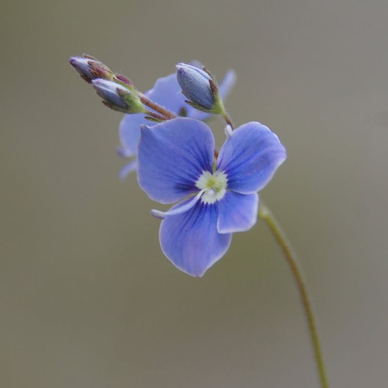 Growing And Caring For It At Home
