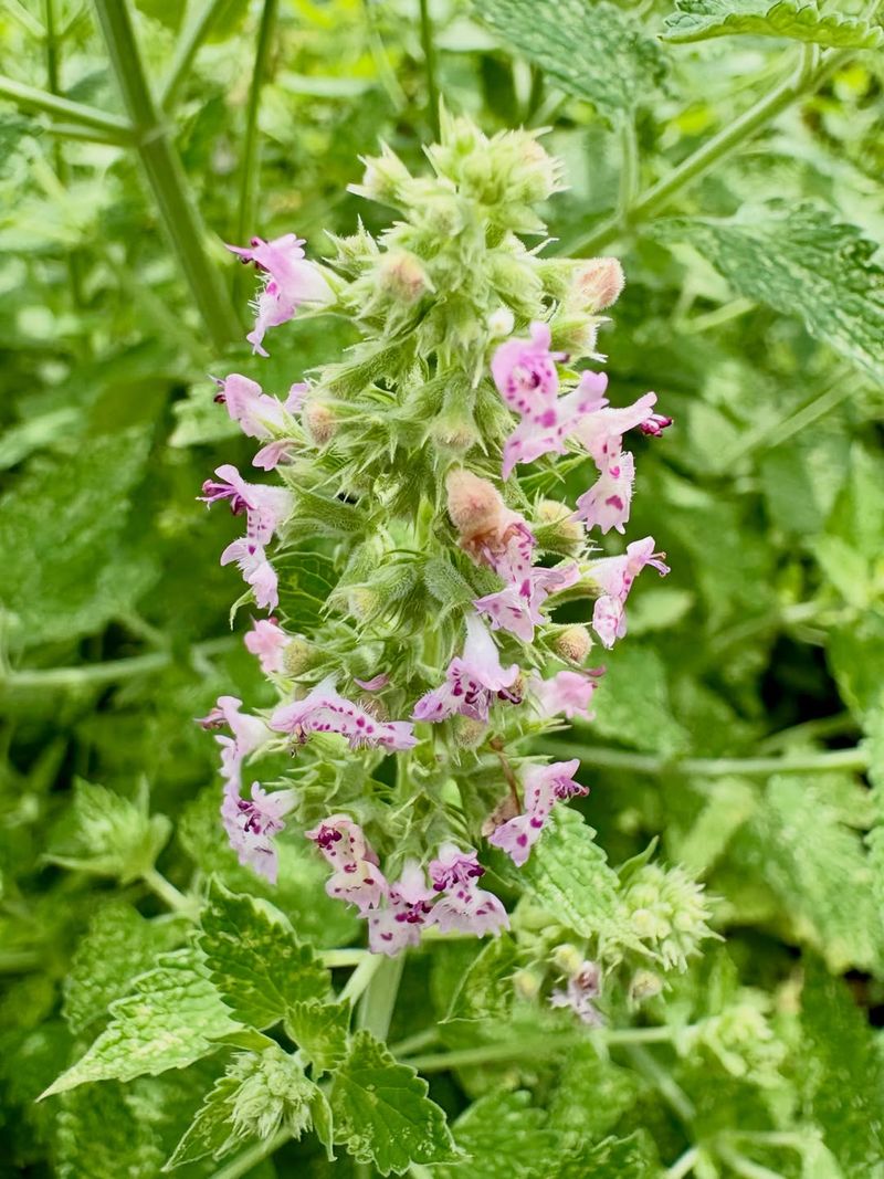 Growing Catnip In Containers For Maximum Porch Coverage