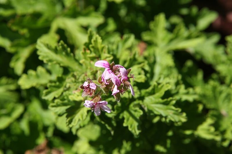 Growing Citrosa In Hot Texas Summers