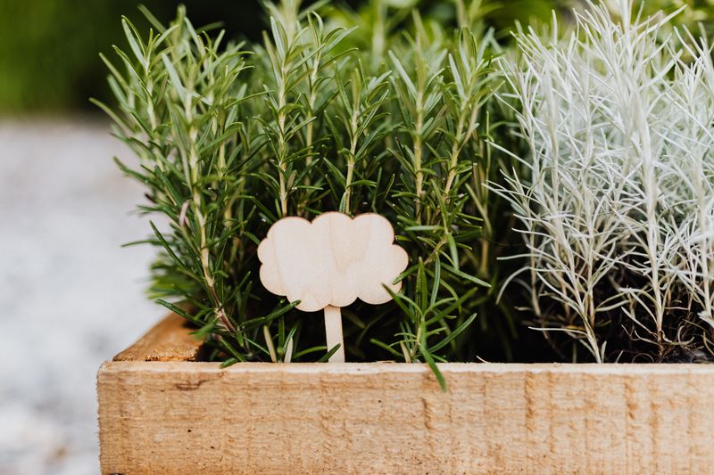 Growing Conditions Both Herbs Share In Common Growing Conditions Both Herbs Share In Common