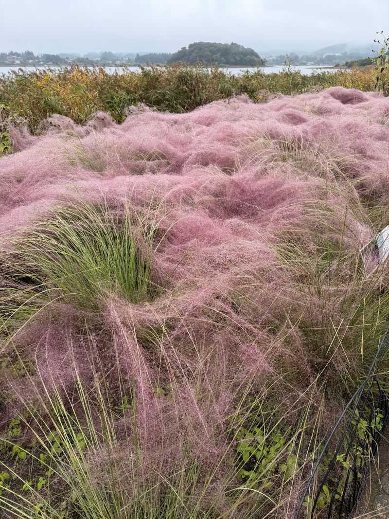 Growing Conditions For Muhly Grass In Georgia