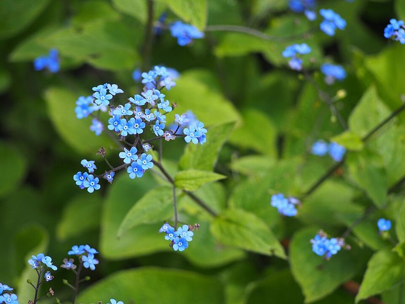 Growing Conditions For Shaded Flower Beds