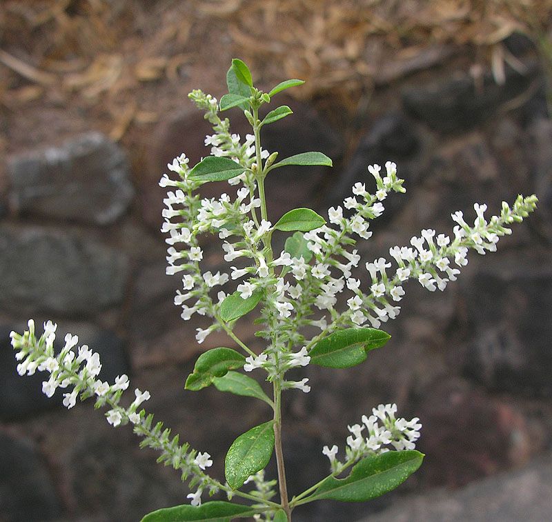 Growing Conditions That Keep This Shrub Thriving In Arizona Heat Growing Conditions That Keep This Shrub Thriving In Arizona Heat