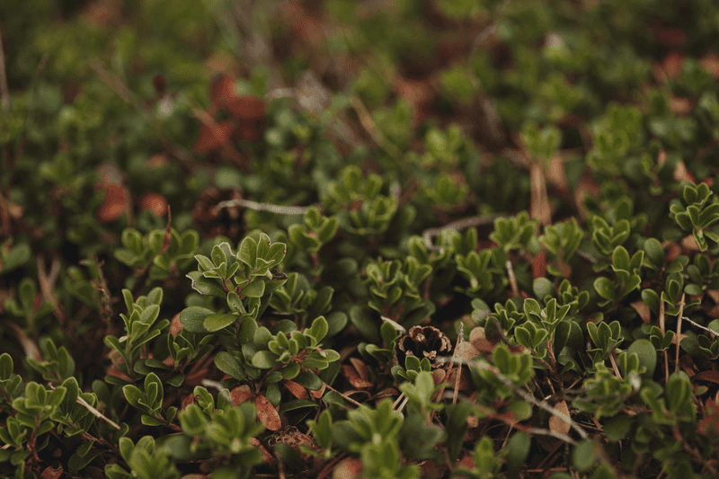 Growing Dense Groundcover Instead Of Using Mulch Growing Dense Groundcover Instead Of Using Mulch