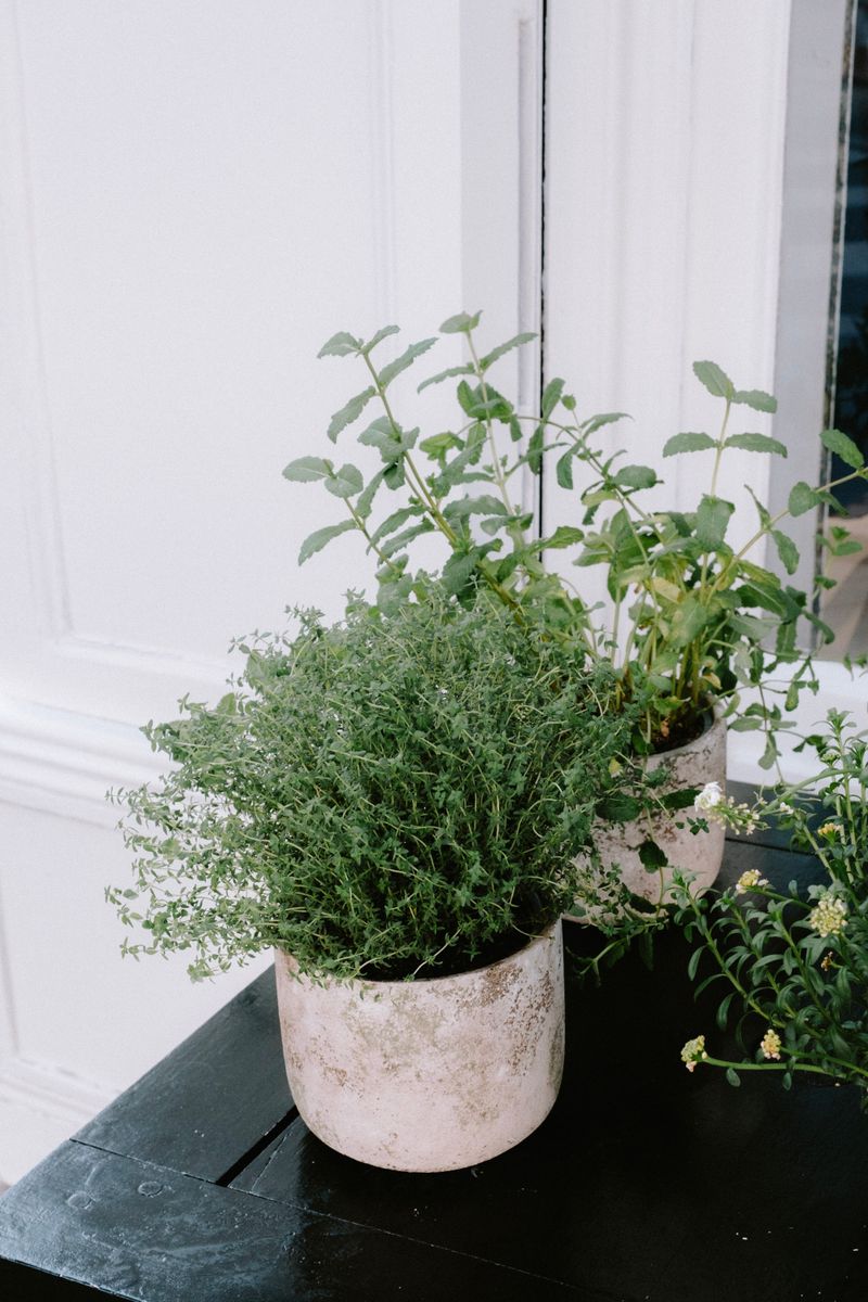 Growing Lemon Thyme In Pots Near Your Seating Area