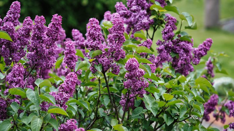 Growing Lilacs For Cold-Climate Hardiness Growing Lilacs For Cold-Climate Hardiness