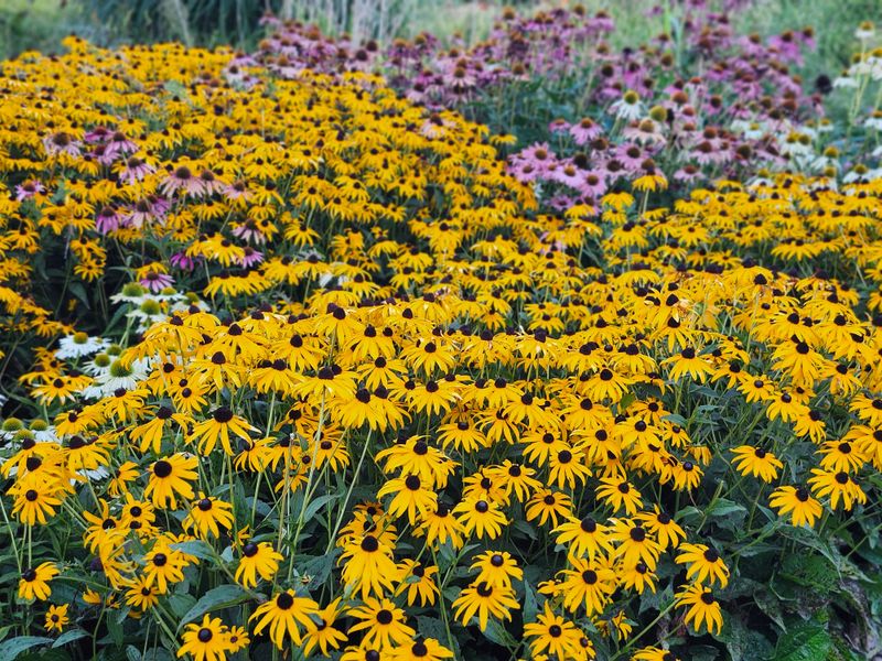 Growing Purple Coneflower Alongside Other Bird Friendly Natives Growing Purple Coneflower Alongside Other Bird Friendly Natives