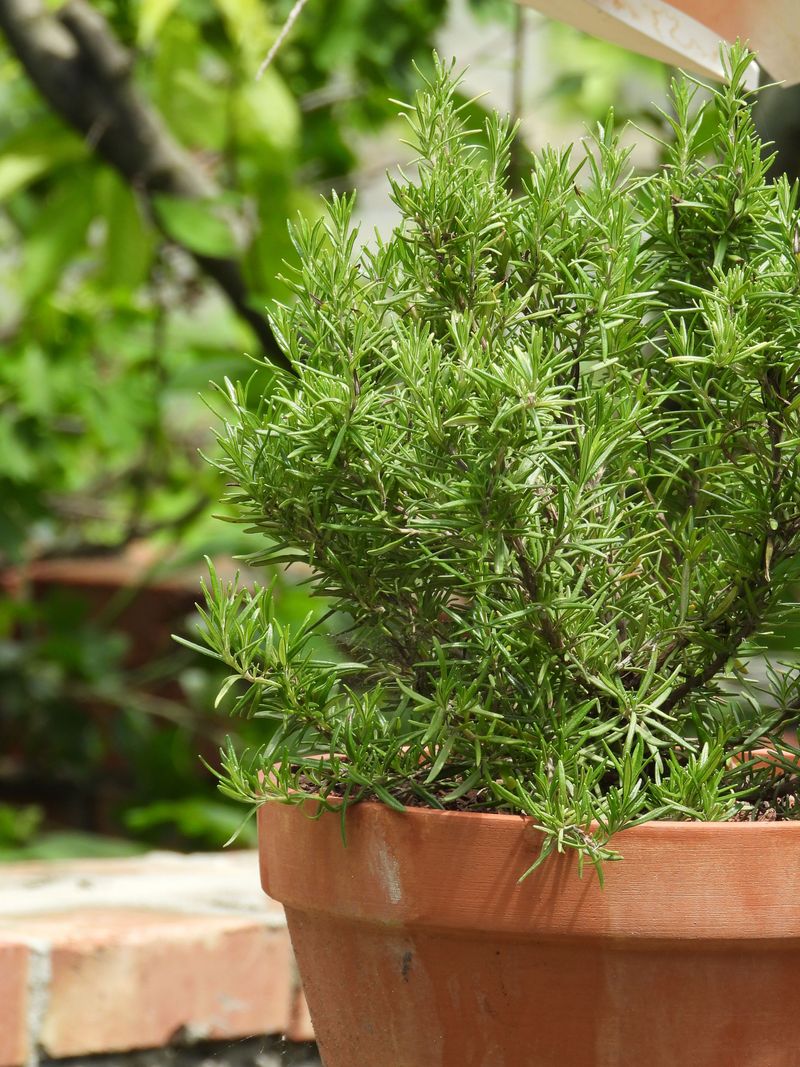 Growing Rosemary Successfully In Texas Heat