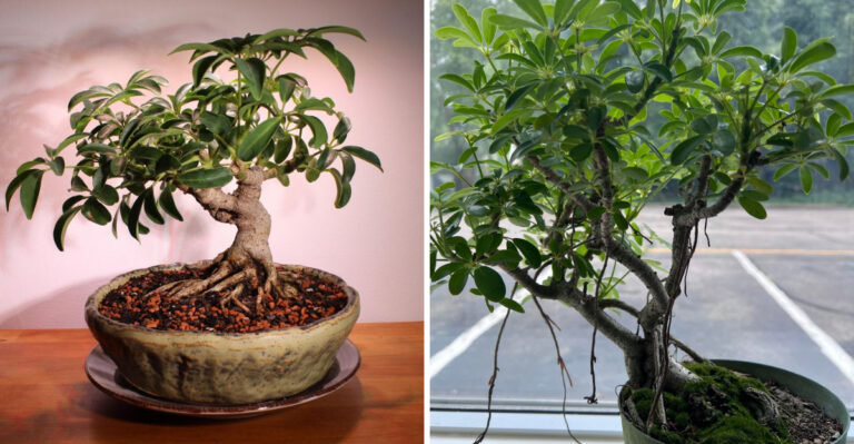 Growing Schefflera As An Indoor Bonsai Tree For Beginners