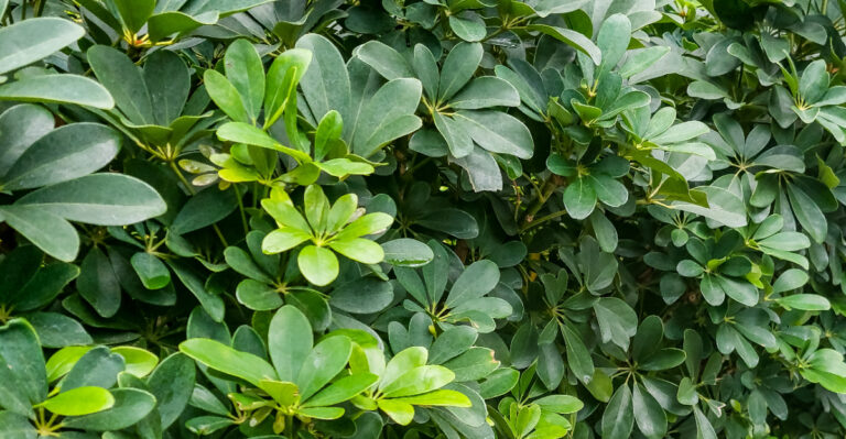 Growing Schefflera Outdoors As A Landscaping Staple In Florida