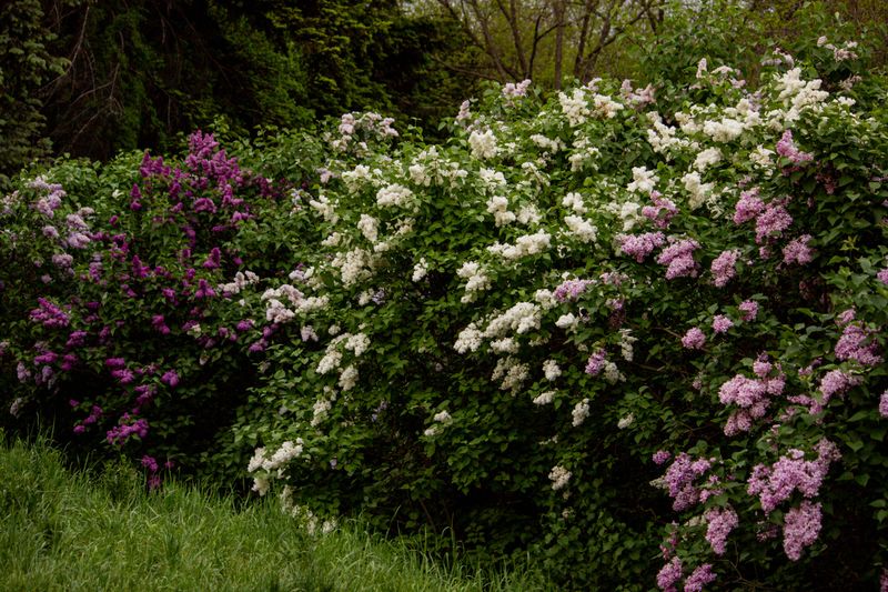 Growing Shrubs That Shield Nests From Wind Growing Shrubs That Shield Nests From Wind