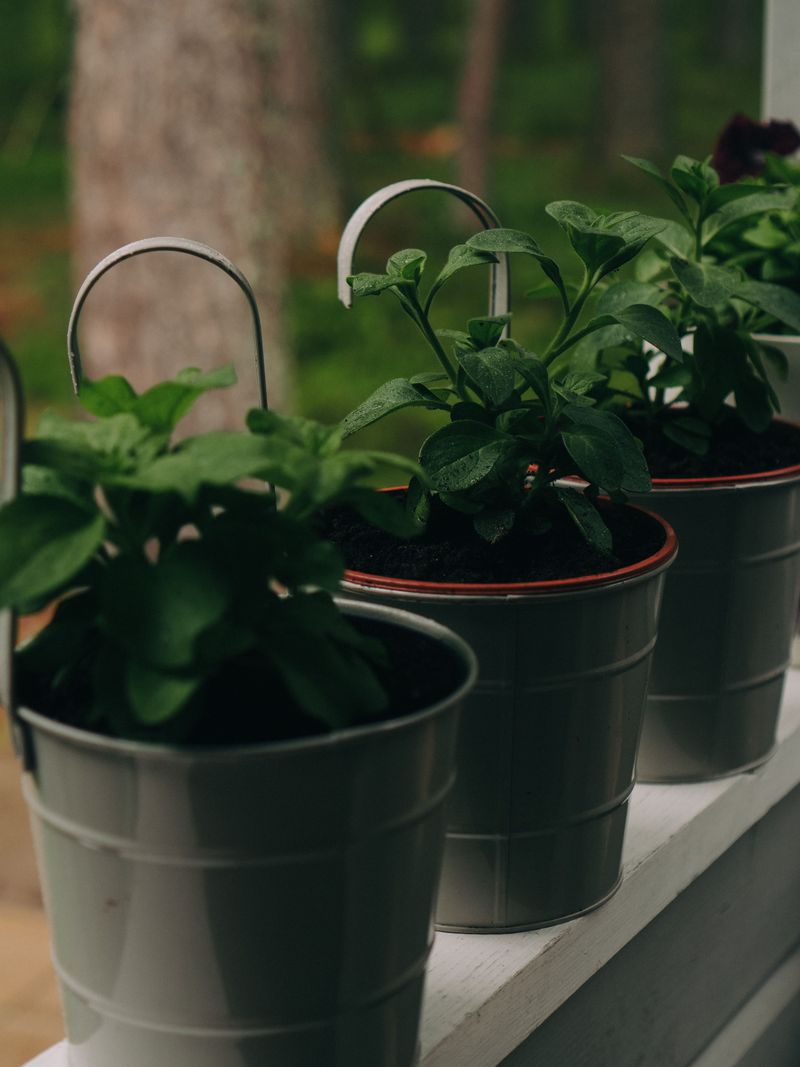 Growing This Plant In Containers On Your Porch Growing This Plant In Containers On Your Porch