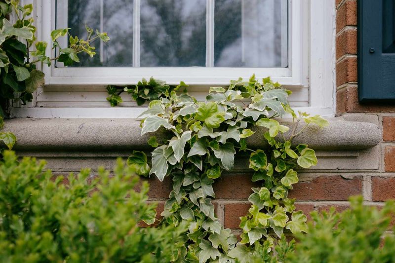 Growing Vines That Hide Cracks And Gaps Growing Vines That Hide Cracks And Gaps