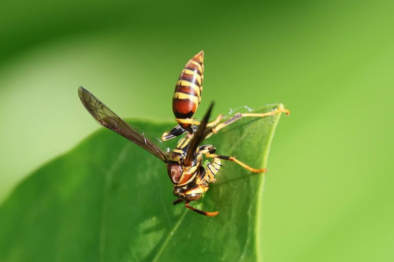 Growing Wasp Larvae Create The Demand For Constant Hunting