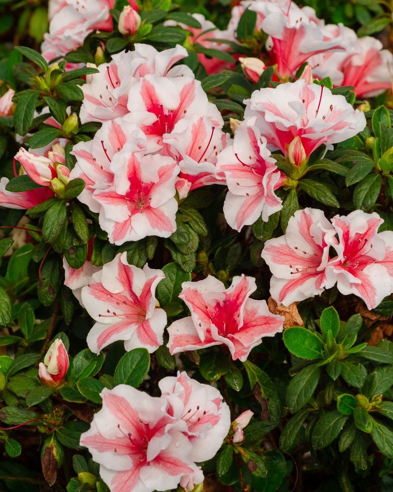 Growth Habits Differ Between Native And Encore Azaleas Growth Habits Differ Between Native And Encore Azaleas