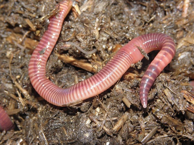 Grub And Earthworm Populations Peak Near The Surface Grub And Earthworm Populations Peak Near The Surface