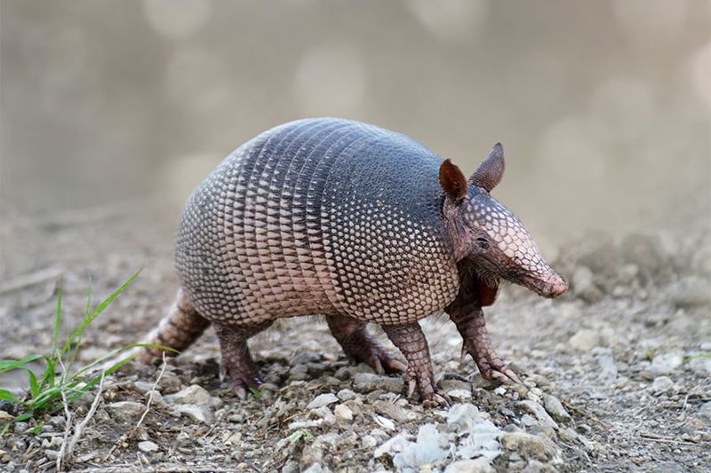Grubs Are Only One Item On The Menu