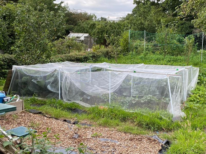 Guard Young Leaves With Insect Netting