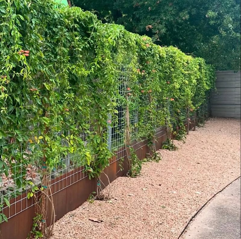 Guide New Growth Across The Fence