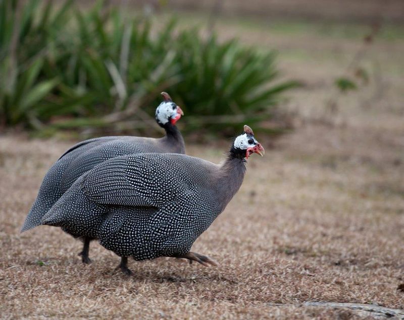 Guinea Fowl Fit Best Into A Bigger Tick Plan Guinea Fowl Fit Best Into A Bigger Tick Plan