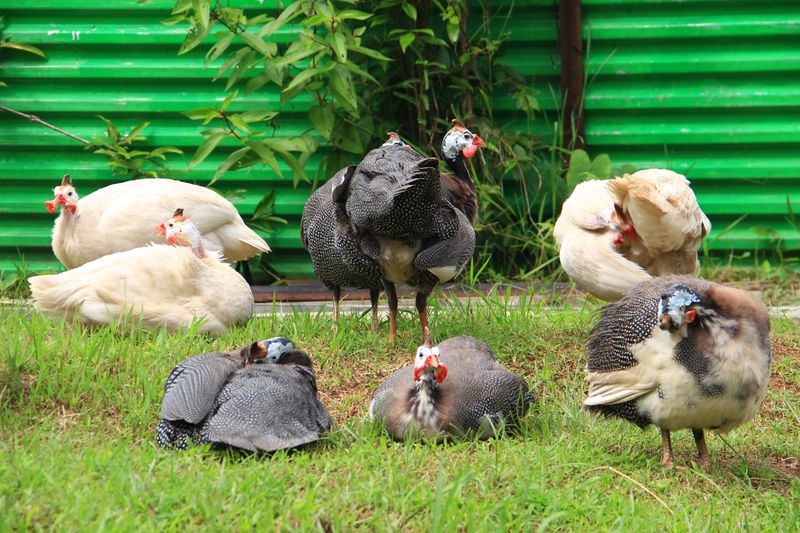 Guinea Fowl Versus Chickens For Tick Management Guinea Fowl Versus Chickens For Tick Management