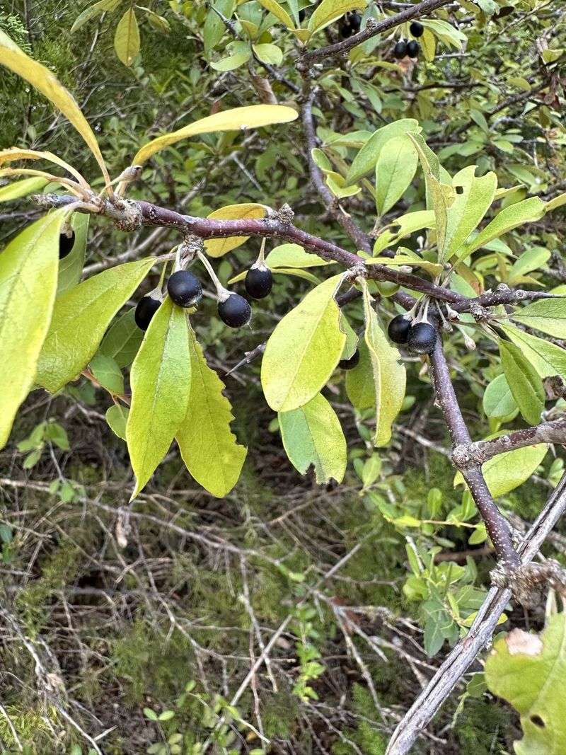 Gum Bumelia Offers Berries And Shelter