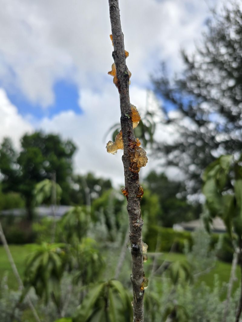 Gum Oozes From Infected Twigs