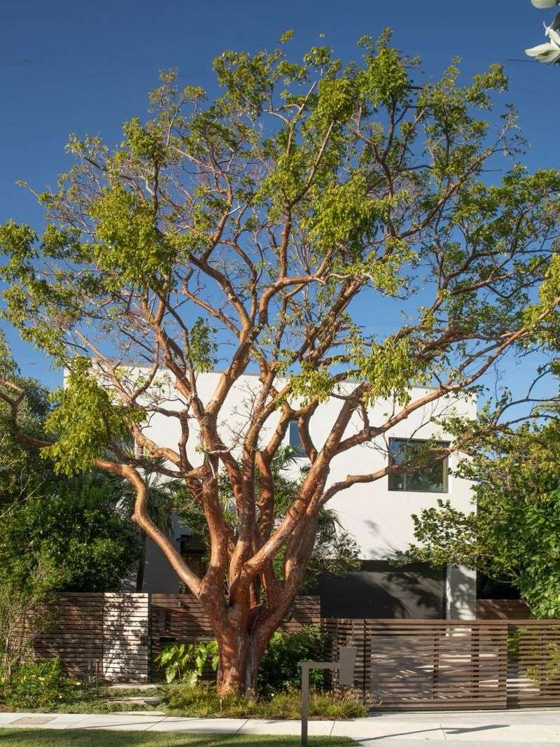 Gumbo Limbo Fits Warm Coastal Streets Gumbo Limbo Fits Warm Coastal Streets