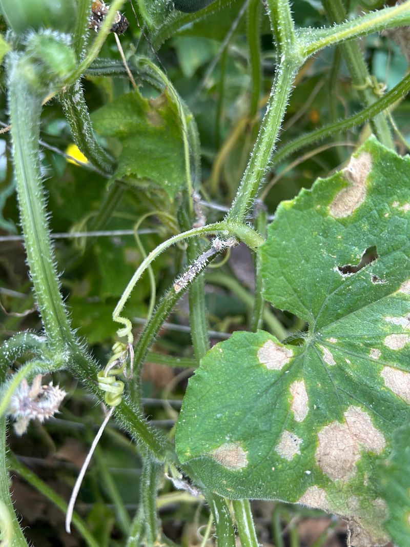 Gummy Stem Blight Is Damaging The Vine